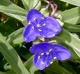 tradescantia-31 tradescantia-31