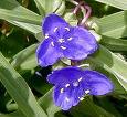 tradescantia-31