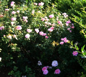 Barndance plant