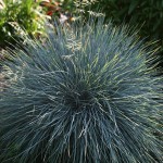 Blue Fescue Elijah blue