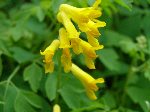 Corydalis close