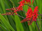 Crocosmia 'Lucifer'