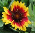 Gaillardia Goblin