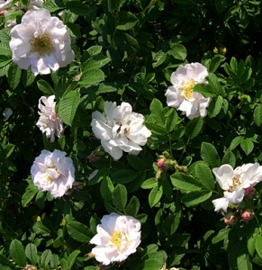 Henery hudson multiple flowers