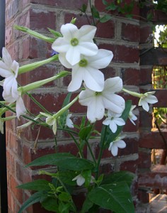 Nicotiana multiple