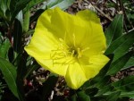 Oenothera missouriensis