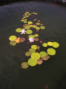 Water lilies