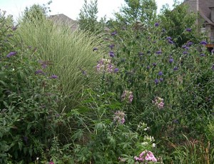 a Cleome Buddlea Miscanthus