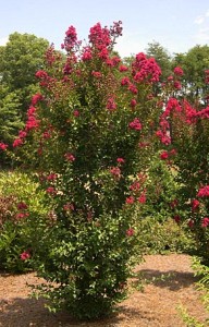 a Crape myrtle tree