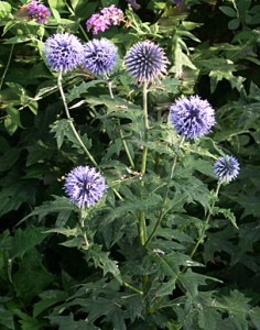 a Echinops 2