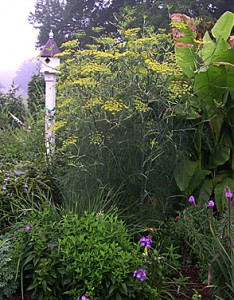 a Fennel Bird House