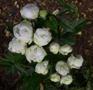 a Koster rose white
