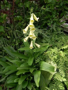 a Yel Foxglove