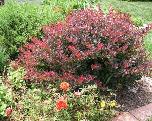 a barberry n portulaca