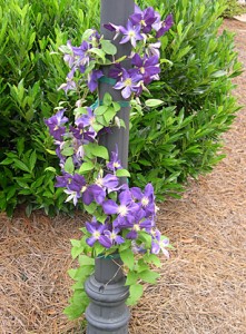 a clematis on lampost