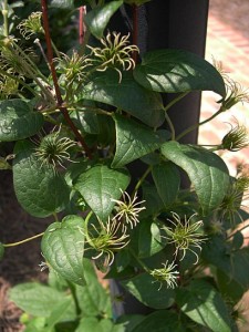 a clematis pods 4