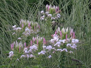 a cleome in miscanthus