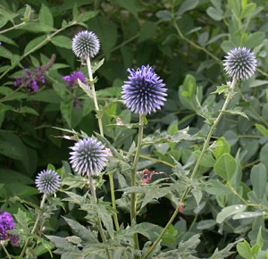 a echinops 2