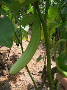 a eggplant white