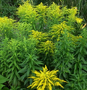 a golden rod detail