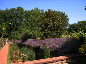 a lavender bed above rose garden