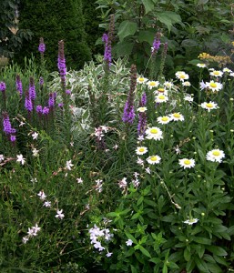 a liatris Becky gaura