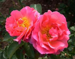 a lillian roses 2 together