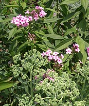 a phlox n sedum