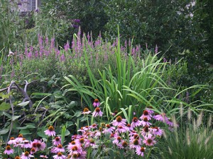 a pink border