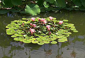 a pink water lily