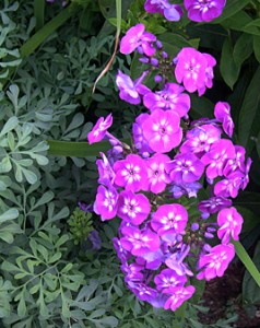 a purple phlox n rue 2