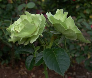a rose Greensleeves