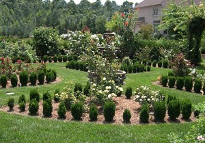 a rose garden 2