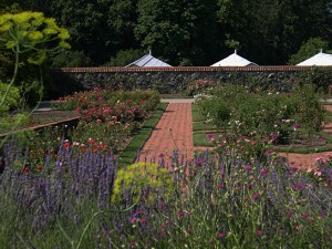 a rose garden thru lavender