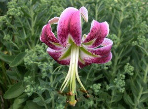 a rubrum lily c autumn joy foliage