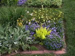 a spirea n ageratum