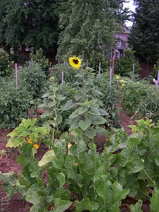 a sunflower verticle