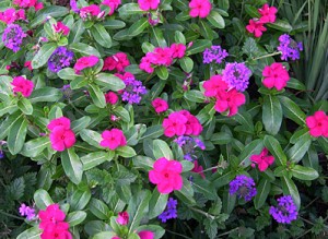 a verbena n vinca