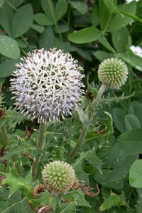 a white echinops