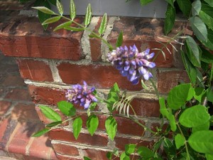 a wisteria