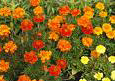 marigolds 2