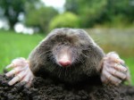 mole head front paws