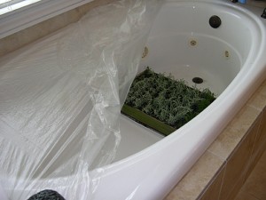santolina flat in tub