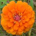 zinnia orange