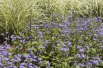 Ageratum Hardy