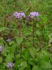 Ageratum perennial