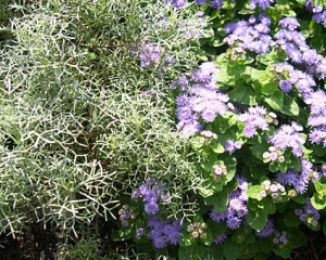 Artemisa n Ageratum