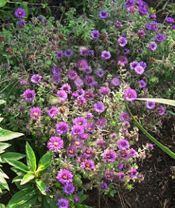 Aster Purple Dome