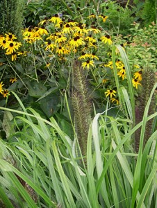 Black rass n Black eyed Susan