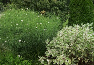 Boltonia Cornus bench